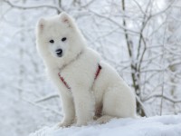 126014_shutterstock_17591323.jpg